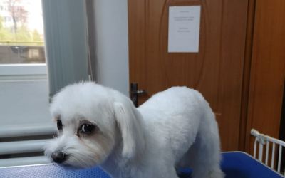 Bichon maltese