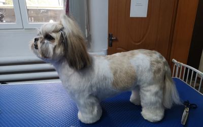 Shih tzu