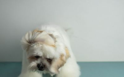 Bichon